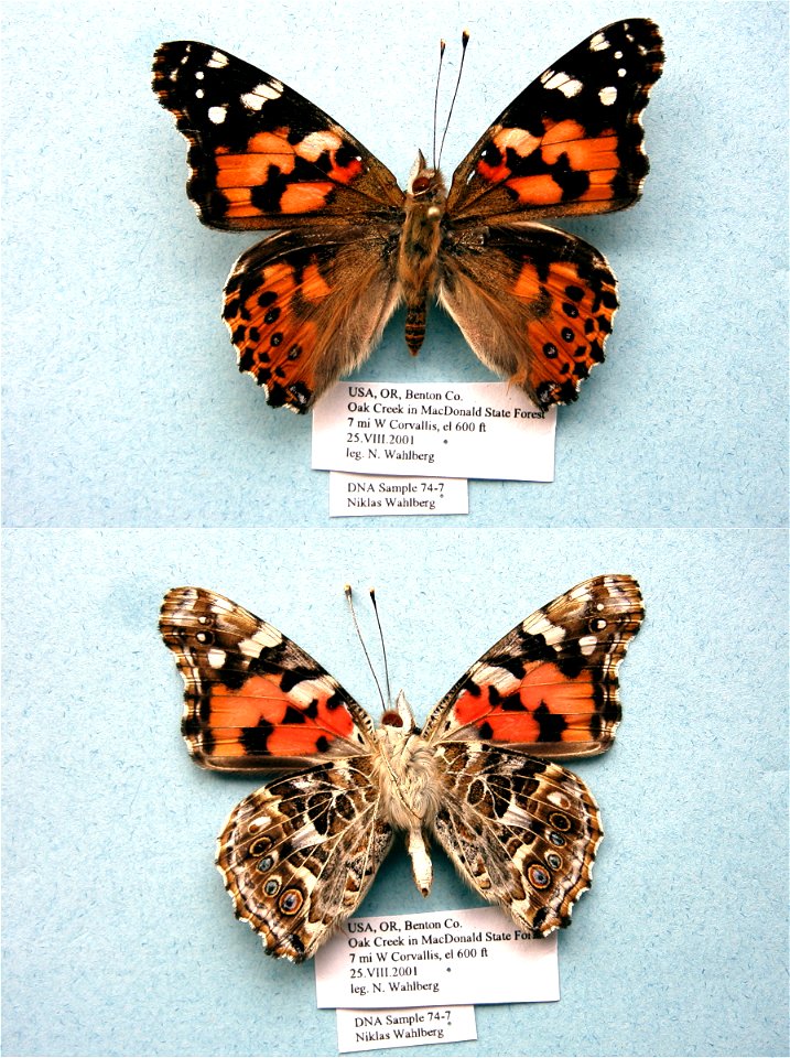 UNITED STATES OF AMERICA.  Benton Co., OR,  SystEnt 2011,  Exemplar,  <a href="http://nymphalidae.utu.fi/story.php?code=NW74-7" rel="nofollow">see in our database</a>