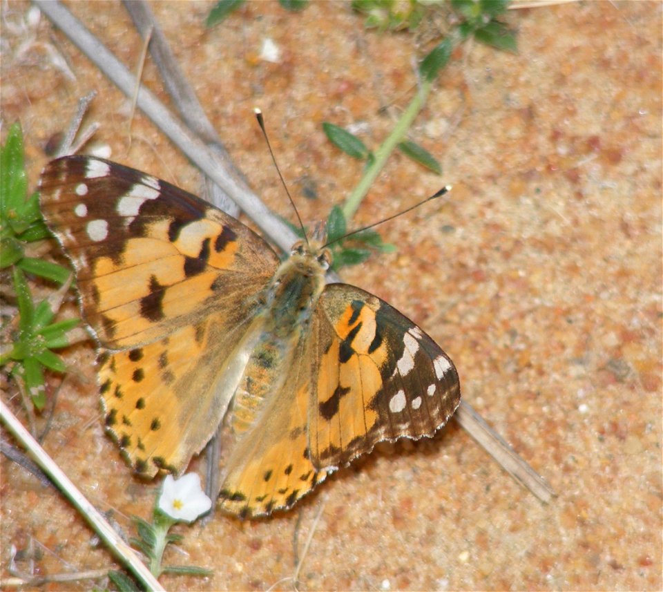 Painted Lady photo