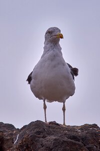 Bird animal world nature