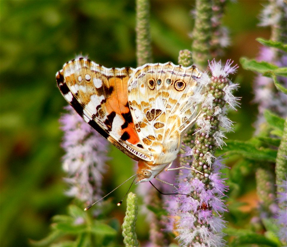 Painted Lady_Vanessa cardui