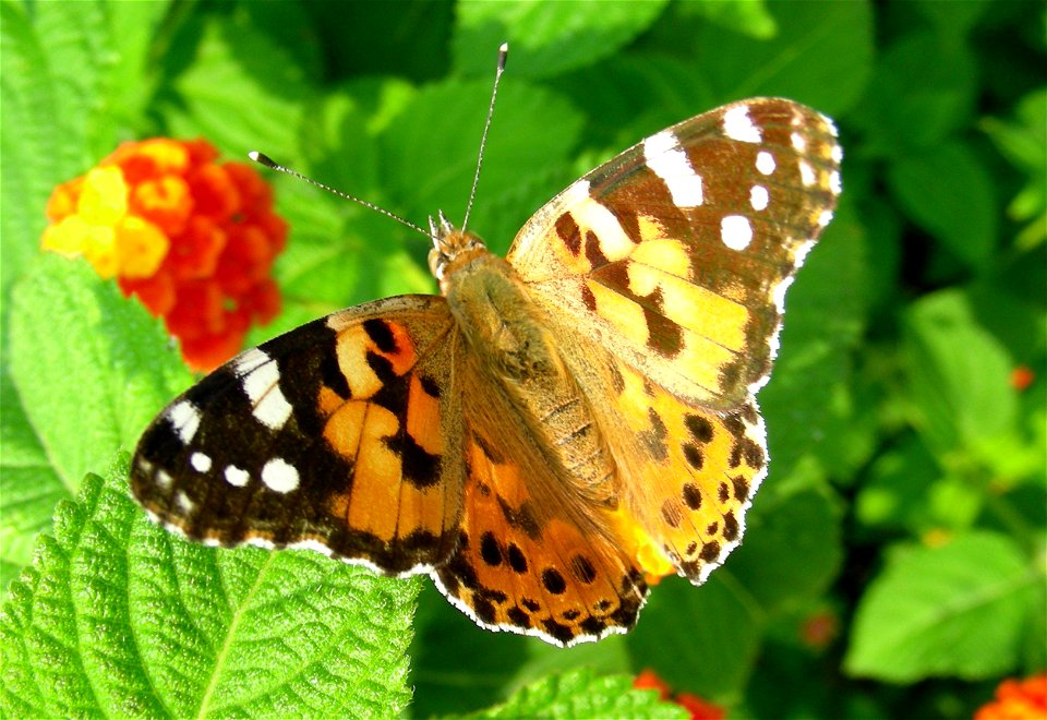 on Lantana camera, nr Lake Garda, Italy photo