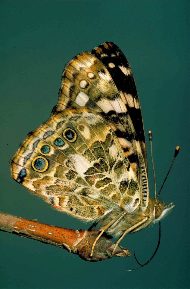 Image title: Painted lady butterfly vanessa carui
Image from Public domain images website, http://www.public-domain-image.com/full-image/fauna-animals-public-domain-images-pictures/insects-and-bugs-pu