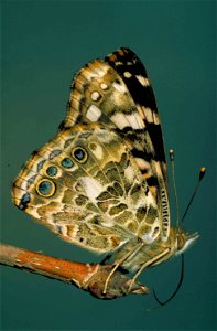 Image title: Painted lady butterfly vanessa carui Image from Public domain images website, http://www.public-domain-image.com/full-image/fauna-animals-public-domain-images-pictures/insects-and-bugs-pu photo