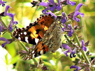 Image title: Painted lady on blue lobelia Image from Public domain images website, http://www.public-domain-image.com/full-image/fauna-animals-public-domain-images-pictures/insects-and-bugs-public-dom photo