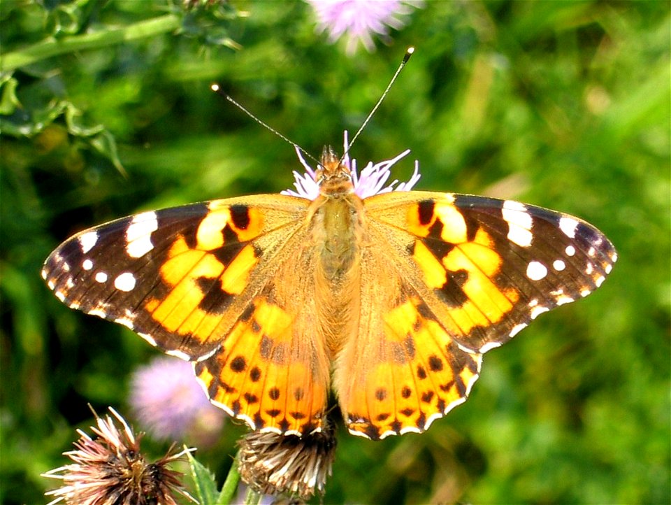 Vanessa cardui. Picture taken in Ename, Belgium Tim Bekaert (July 12, 2005) photo