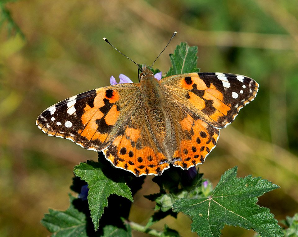 Painted Lady (Vanessa cardui), Nea Makri, Attica, Greece. Apr 14, 2019, 8:59, 38.089612 23.976528.