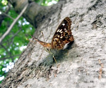 A Painted Lady butterfly resting on an oak tree.