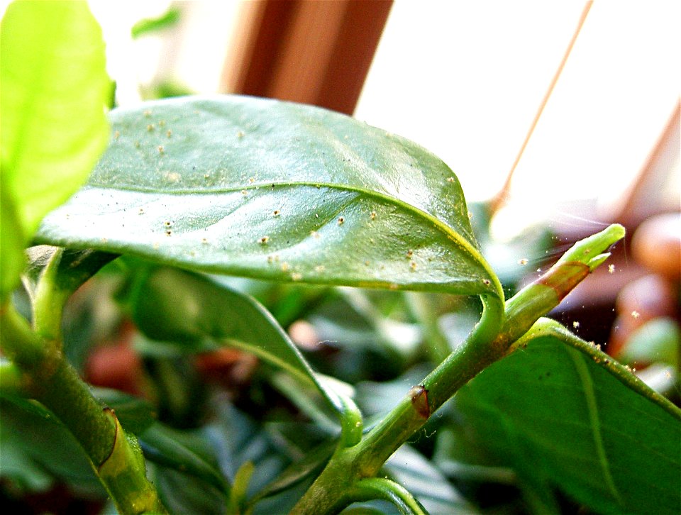 Spider mites (Tetranychus urticae) on a gardenia bush