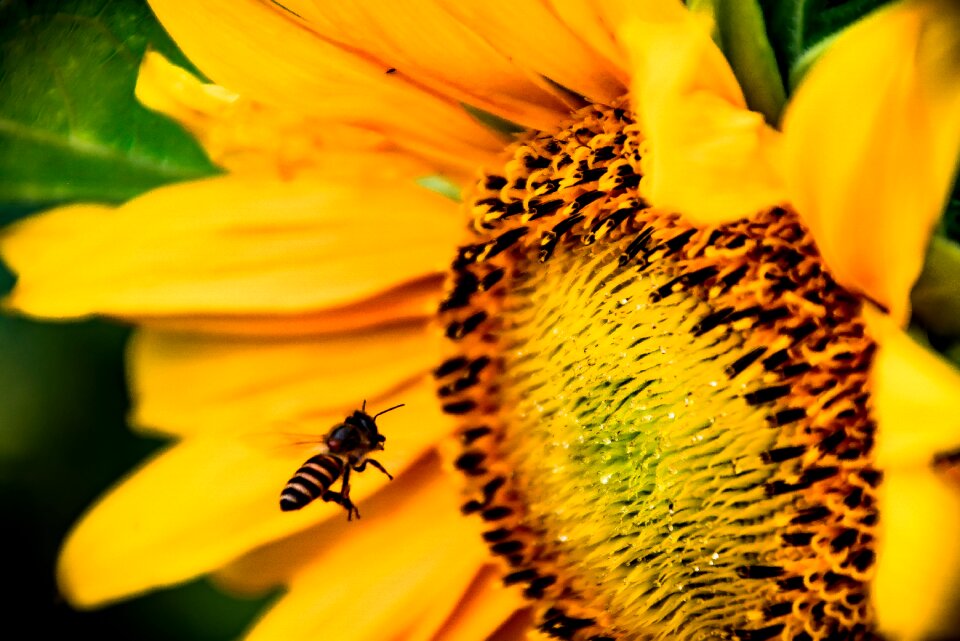 Insect bee flower photo