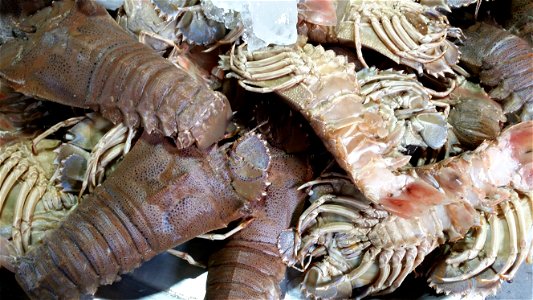 Thenus orientalis at a market in Thailand. photo