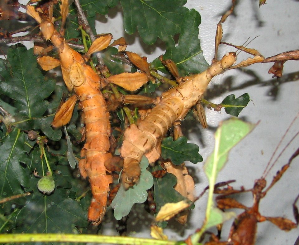 Australian Walking Sticks (Extatasoma tiaratum)