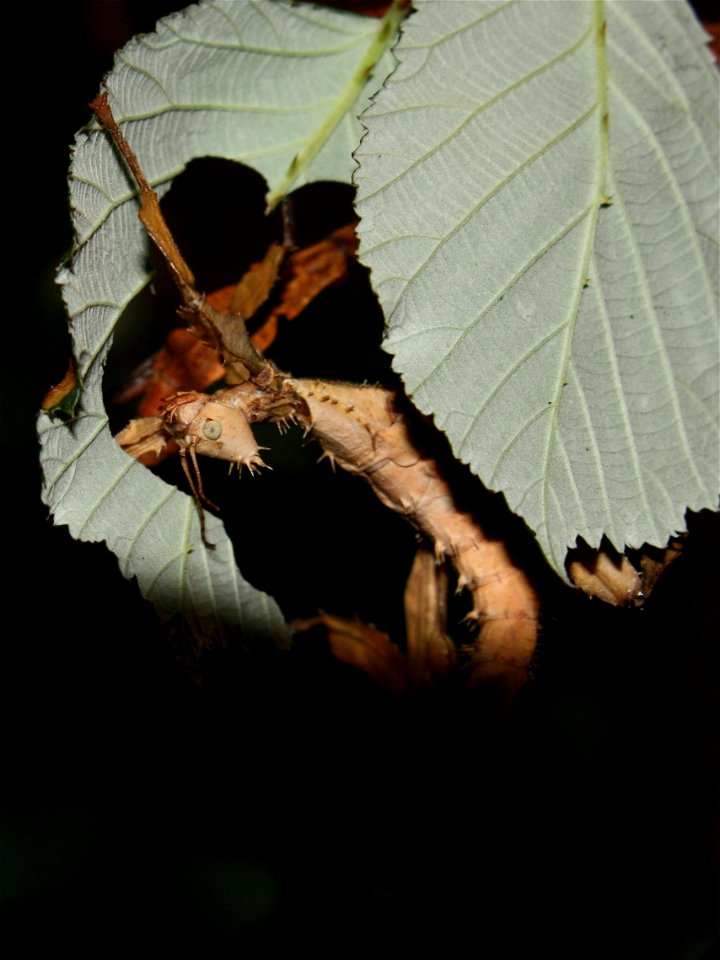 portrait of a subadult female nymph of Macleay's Spectre (Extatosoma tiaratum)