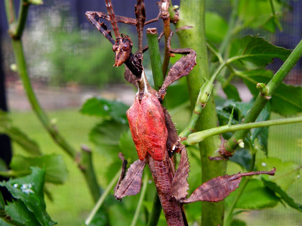 A live captive specimen of Extatosoma tiaratum