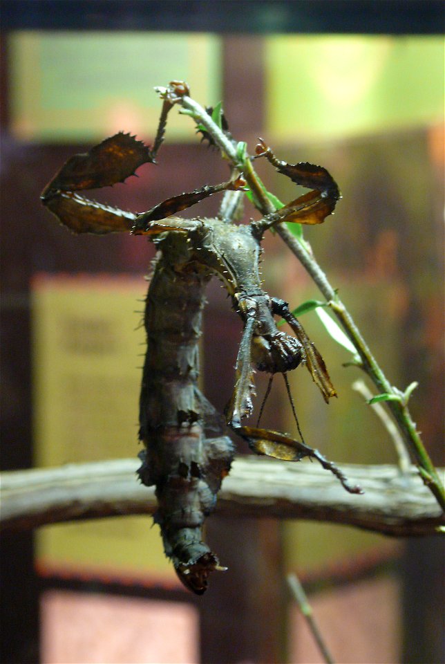 Giant Prickly Stick Insect (Extatosoma tiaratum)