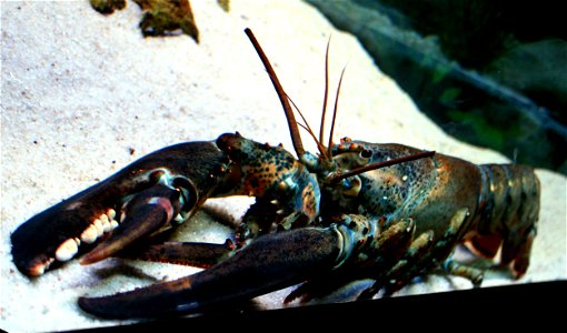 European lobster, Homarus gammarus in Prague sea aquarium, Czech Republic photo