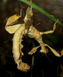 Macleays Spectre Stick Insect Extatosoma tiaratum at Bug World, Bristol Zoo,  England. Lives in Eucalyptus trees in Queensland, Australia. Females grow up to 15 cm (6 inches) and do not fly, males are