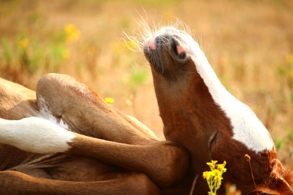 Thoroughbred arabian arabian thoroughbred fuchs
