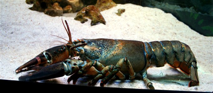 European lobster,  Homarus gammarus in Prague sea aquarium, Czech Republic