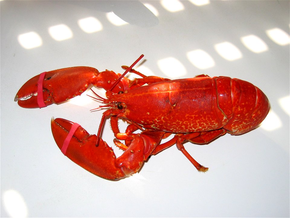 Lumbrigante cocido (Homarus gammarus).