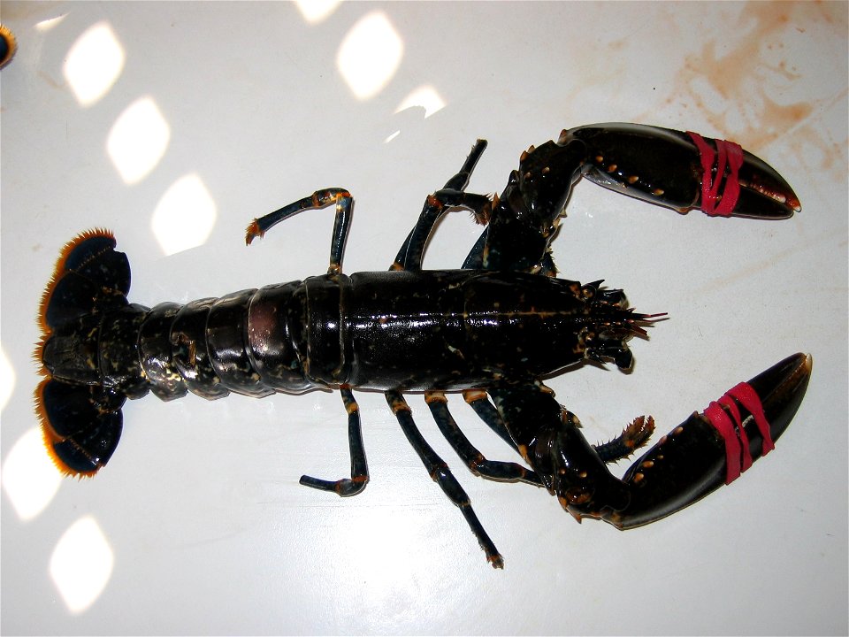 Lumbrigante vivo (Homarus gammarus).