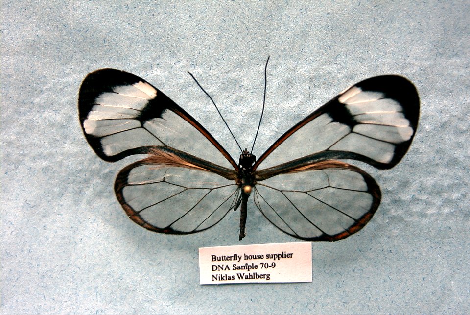 Butterfly house supplier.   MPE 2003, Sys Bio 2008, PRS 2009,  Phylogenomics, Exemplar,  <a href="http://nymphalidae.utu.fi/story.php?code=NW70-9" rel="nofollow">see in our database</a>