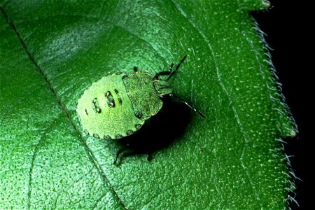 Grüne Stinkwanze (Palomena prasina)