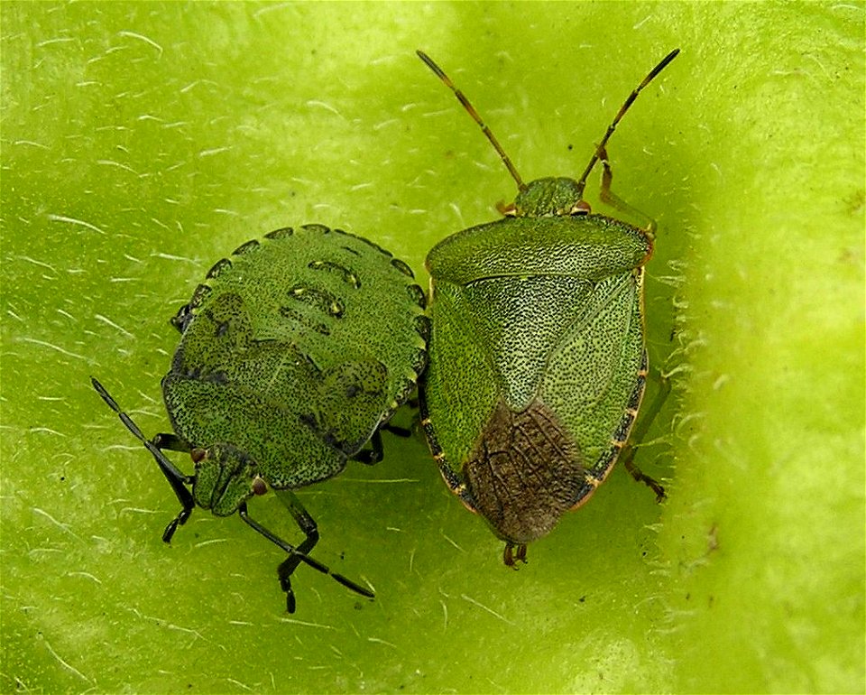 Palomena prasina