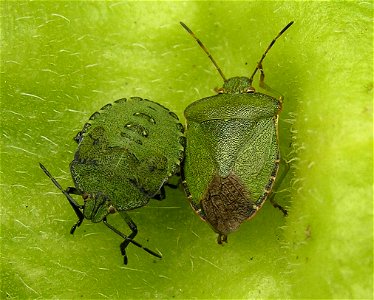 Palomena prasina