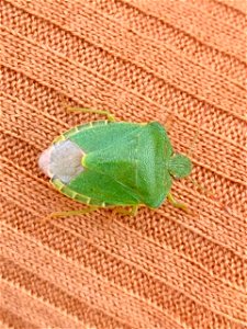 Green Shield Bug (Palomena prasina) photo