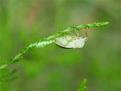 Green Shield Bug (Palomena prasina) photo