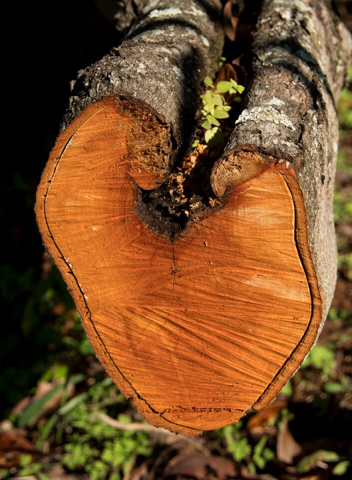 Sawn timber texture