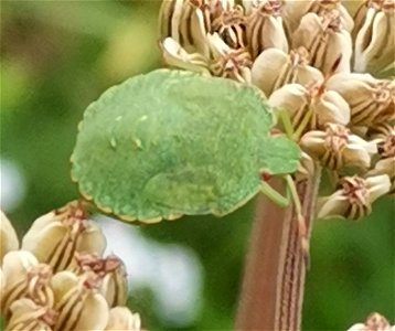 Green Shield Bug (Palomena prasina) photo