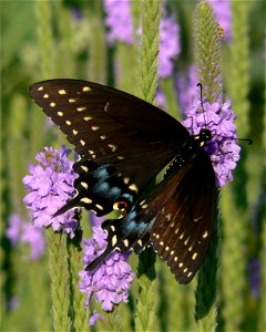 Black Swallowtail photo