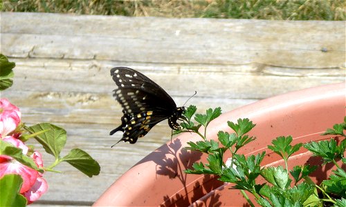 Ovipositing
