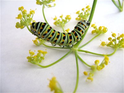 Black Swallowtail (Papilio polyxenes) on a fennel sprout