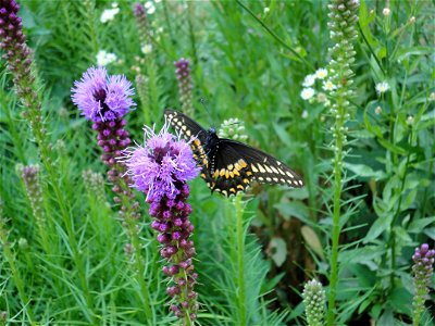 View of the bottom of the wings of a male Papilio polyxenes (Black Swallowtail) butterfly feeding on a blazing star in a garden in Michigan. photo