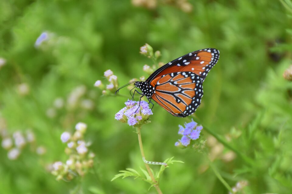 Butterfly wildlife summer