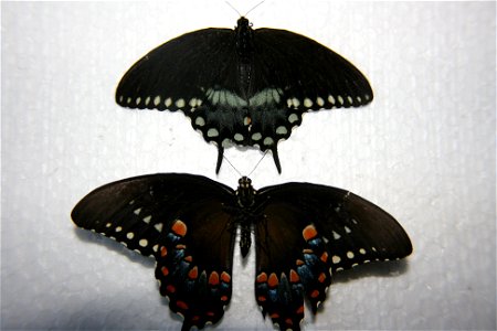 Two Papilio troilus in the Hough collection, both caught July 29th, 2007. Top is the top side of the butterfly and the lower specimen is the underside of the wings.