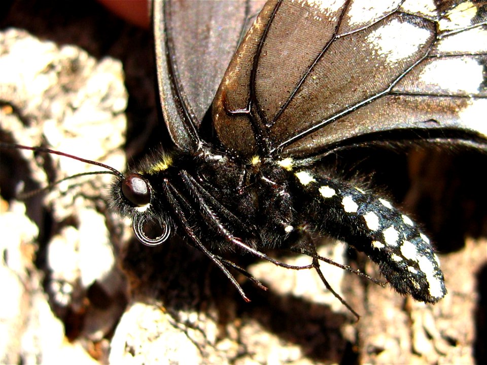 Desert Black Swallowtail (Papilio polyxenes coloro)