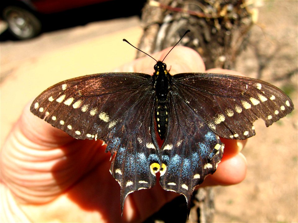 Desert Black Swallowtail (Papilio polyxenes coloro)