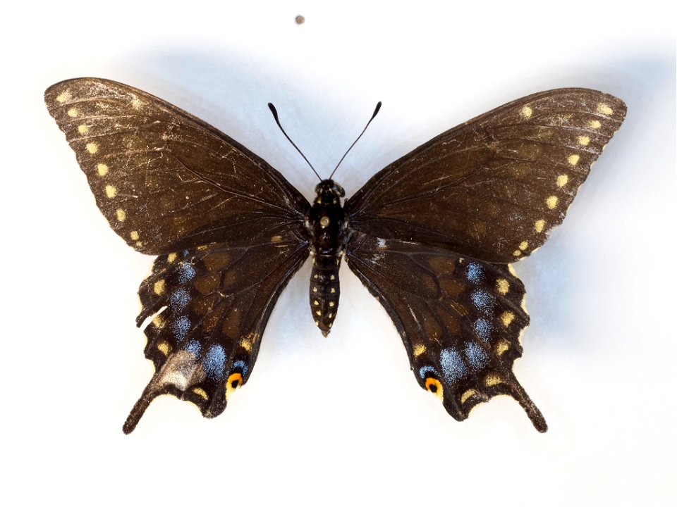 Desert Black Swallowtail (Papilio polyxenes coloro)