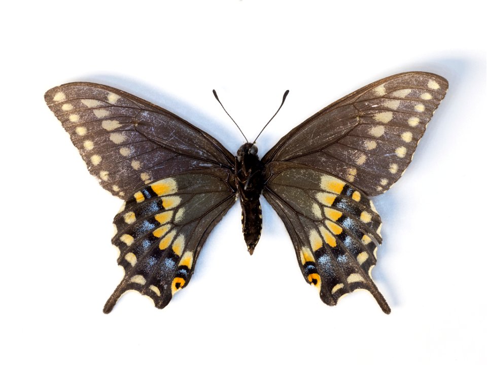 Desert Black Swallowtail (Papilio polyxenes coloro)