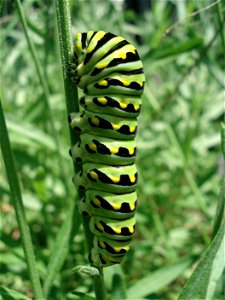 Macro image of a Swallowtail caterpillar found in Southern Ontario photo