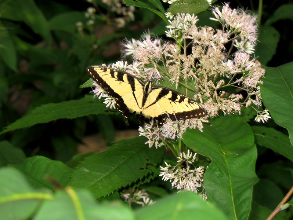 — Eastern tiger swallowtail (butterfly). 

This is a native butterfly along the Potomac Heritage Trail in Claude Moore Colonial Farm Park at Turkey Run Farm, near the Potomac River in Fairfax County, 