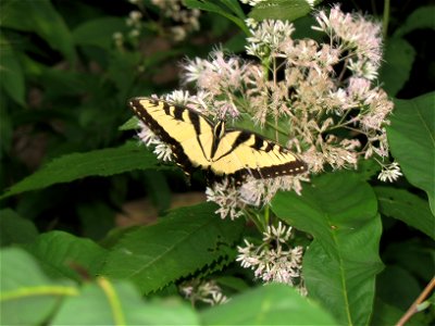 — Eastern tiger swallowtail (butterfly). 

This is a native butterfly along the Potomac Heritage Trail in Claude Moore Colonial Farm Park at Turkey Run Farm, near the Potomac River in Fairfax County, 