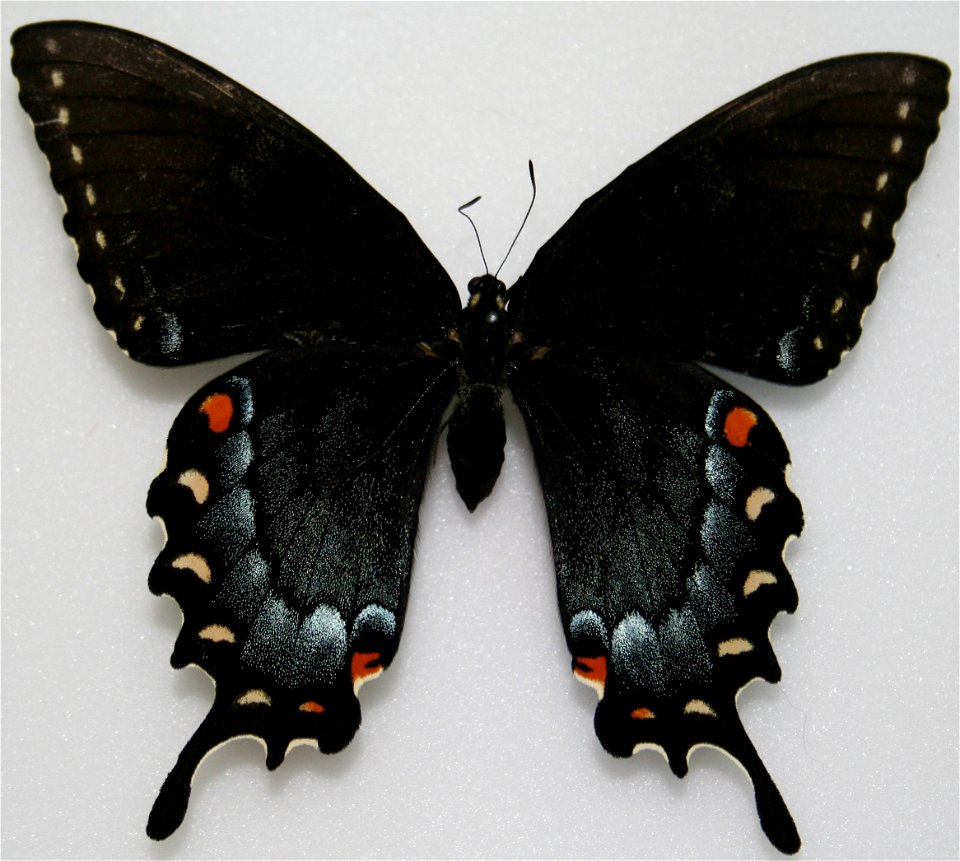 Female Eastern Tiger Swallowtail (dark form), Papilio glaucus