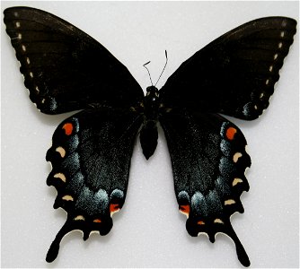 Female Eastern Tiger Swallowtail (dark form), Papilio glaucus photo