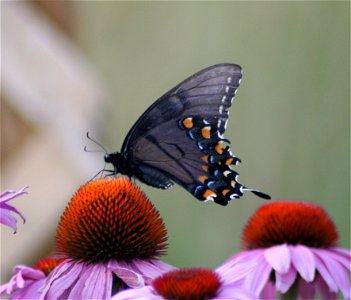 Female Eastern Tiger Swallowtail (dark form) Papilio glaucus photo