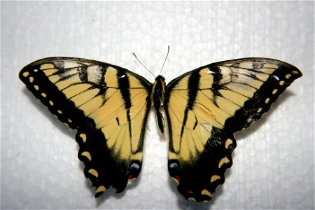 A Papilio glaucus in the Hough collection, caught July 17th, 2007.