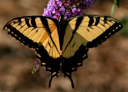 Male Eastern Tiger Swallowtail (Papilio glaucus). photo